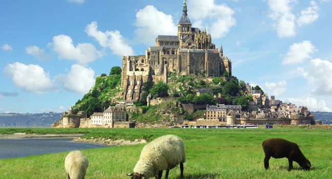 sheep-mont-saint-michel-normandy-france_main